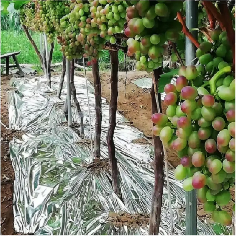 Orchards Mulch Film Use Case